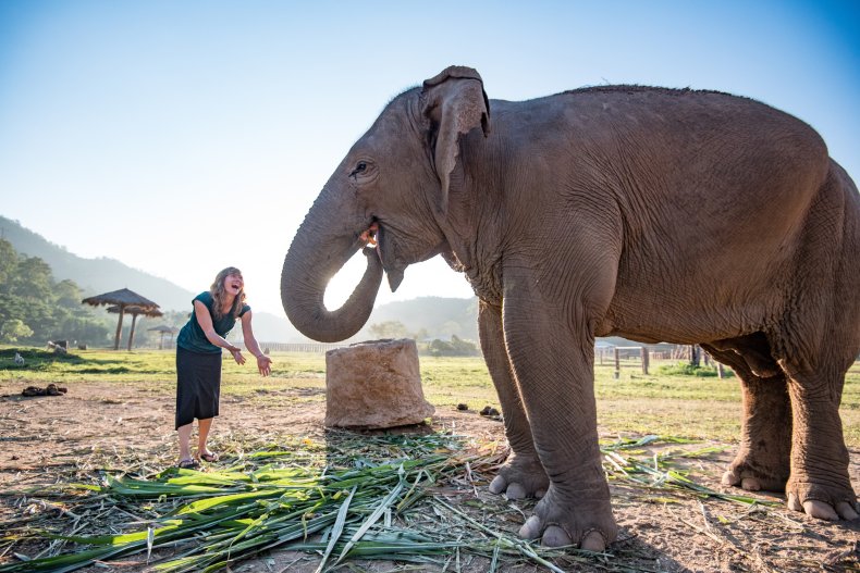 Intrepid Travel elephant chiang mai thailand