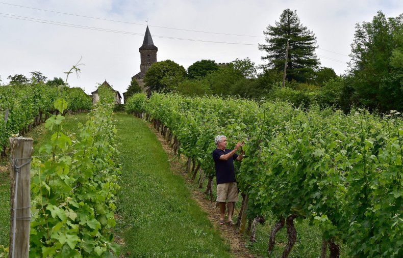 OrganiC Vineyard France