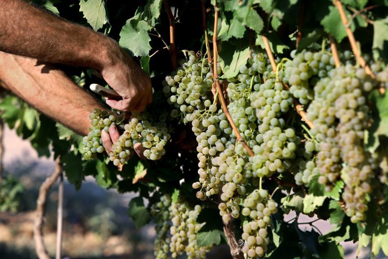 Picking wine grapes