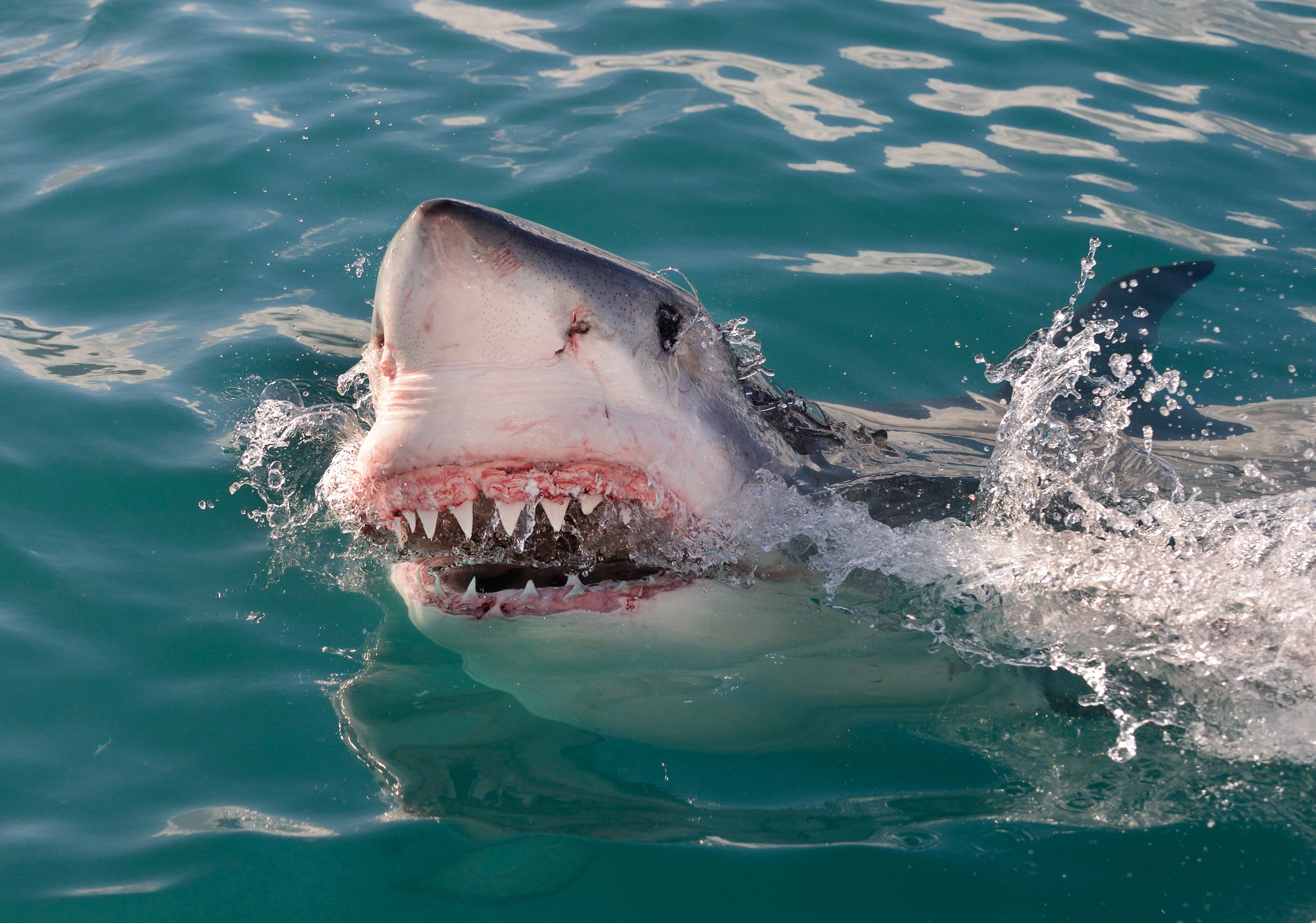 Про акул воды. Акулы мако в черном море. Белая акула людоед кархародон 1977. Акулы в Египте нападение на людей 2022.
