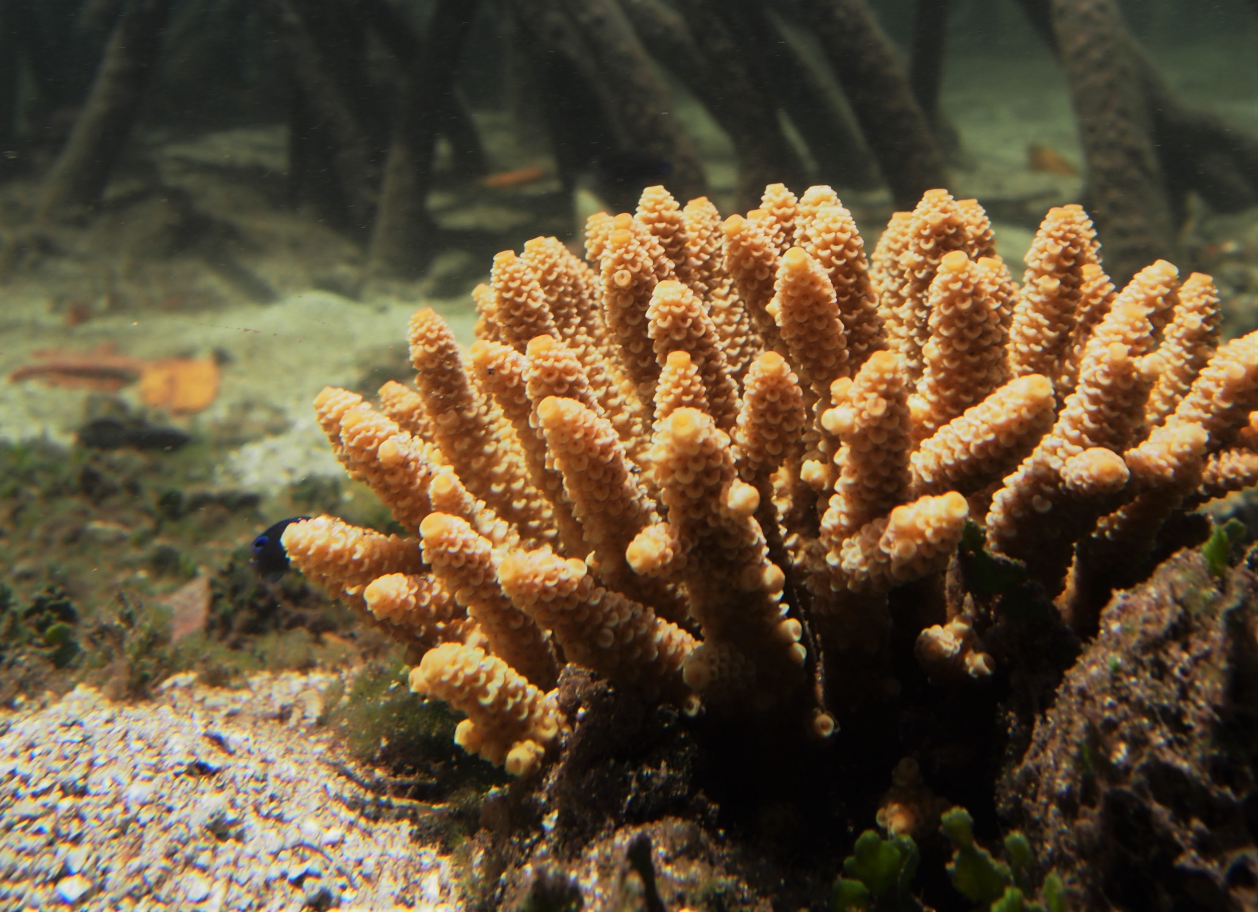 Растущий коралл