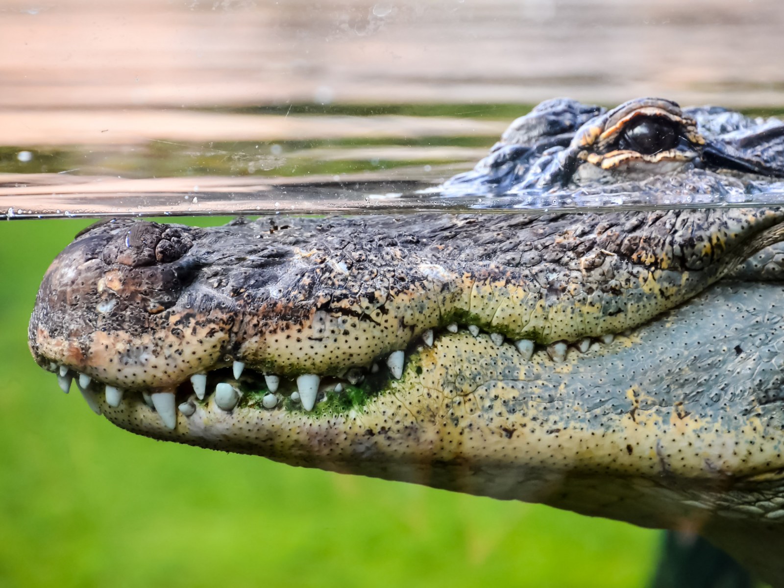 Crocodile Discovered Decapitated with Tail Cut Off: 'What is Wrong with  People?