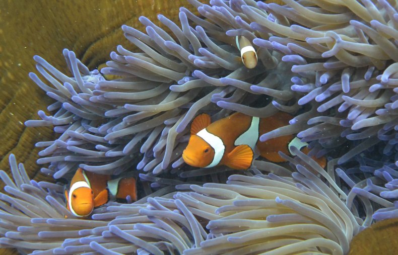 Australia's Great Barrier Reef