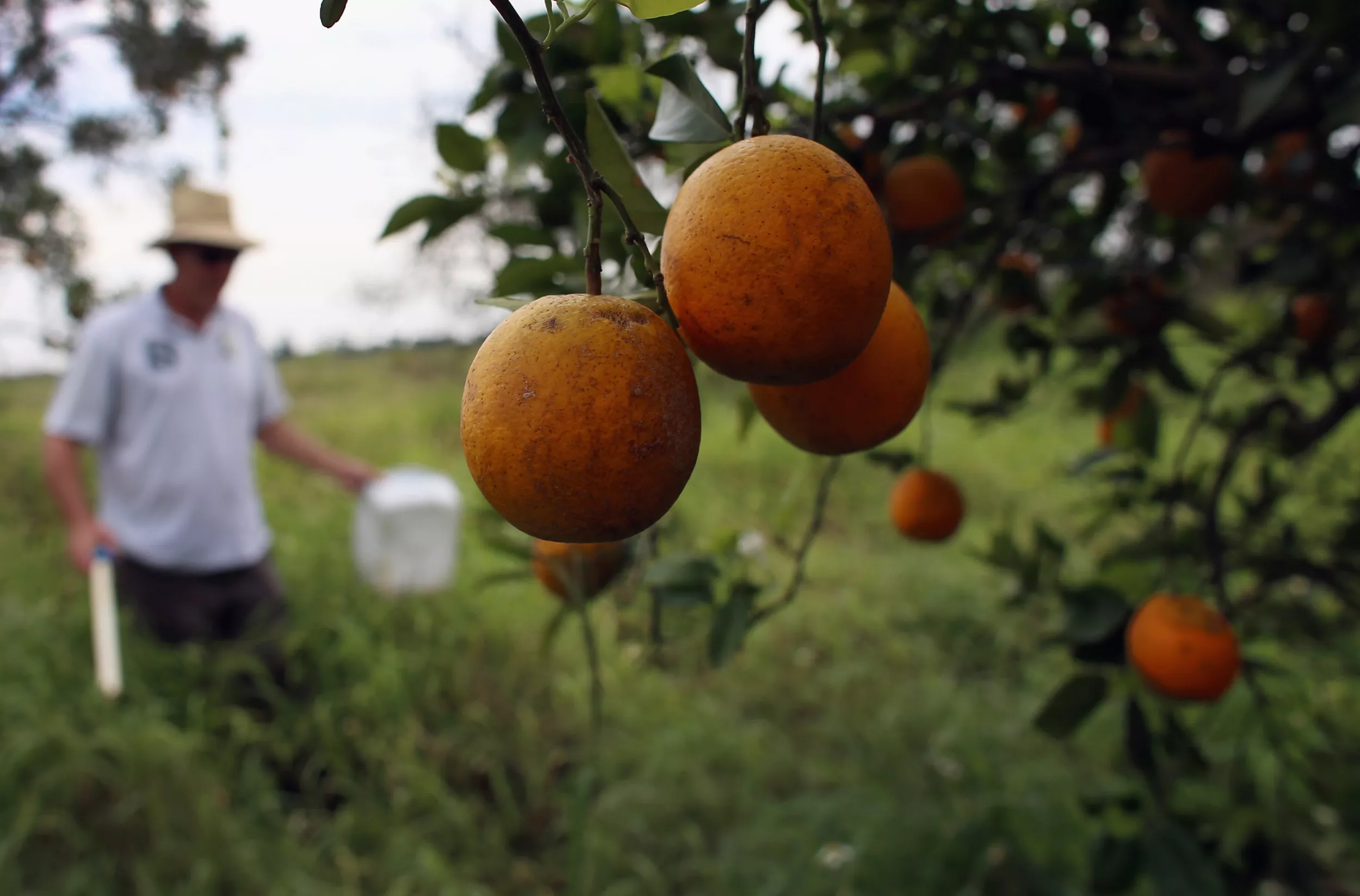 Hurricane Dorian Could Ravage Florida's Agricultural Industry - Vimarsana News