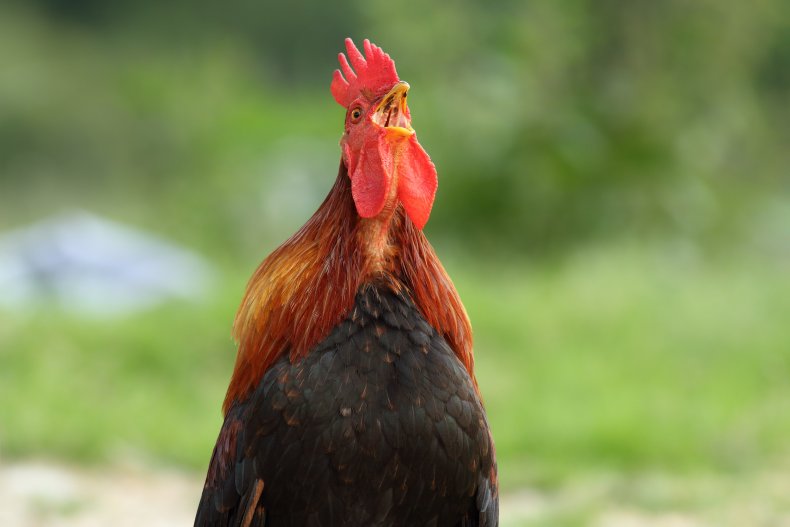 rooster, farm animal, wildlife, bird, stock, getty