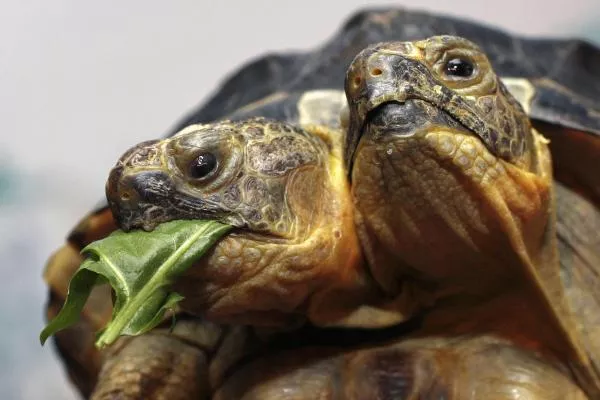 Rara cría de tortuga mutante con dos cabezas encontrada en una playa de Carolina del Sur