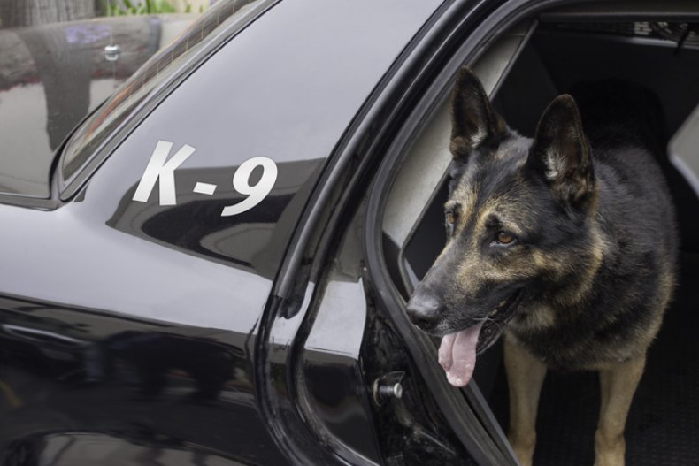Stock image of police dog