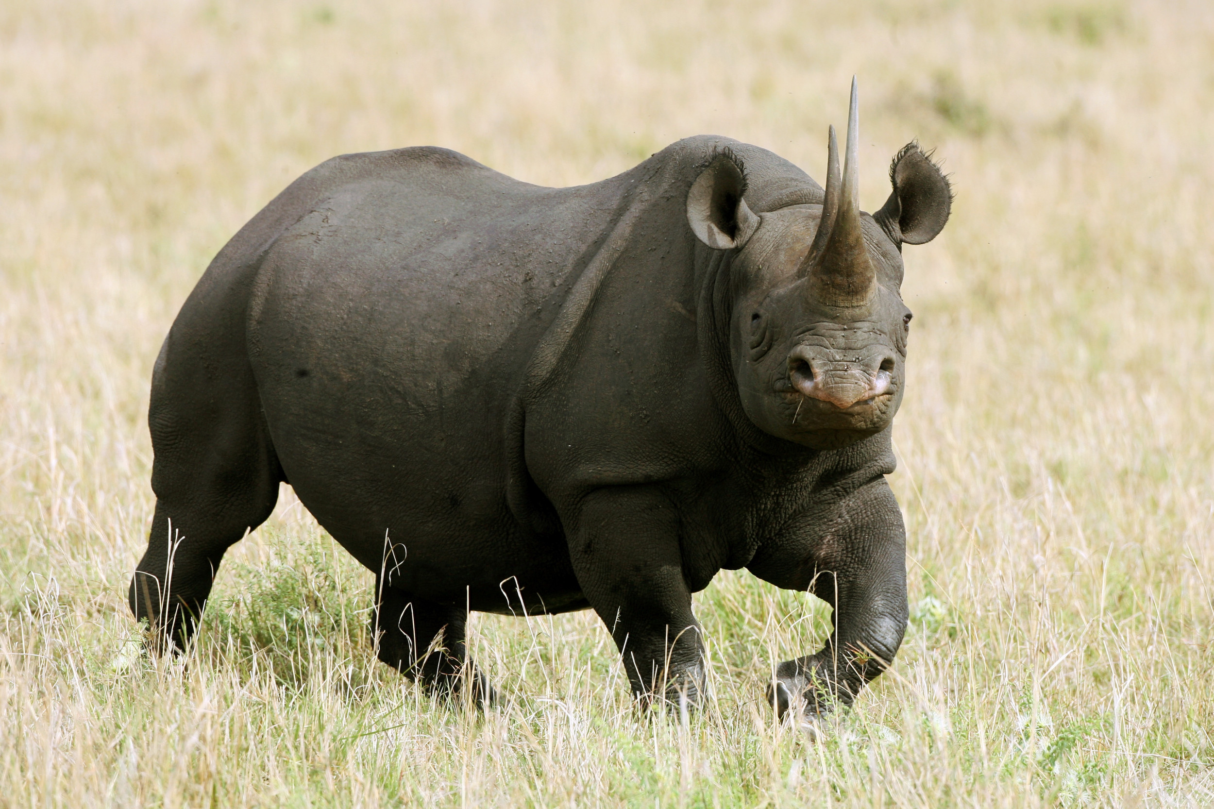 extinct western black rhinoceros