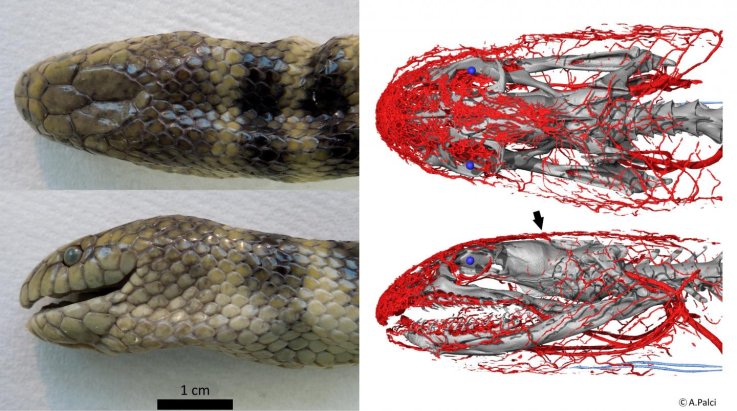 Hydrophis cyanocinctus Hydrophis cyanocinctus