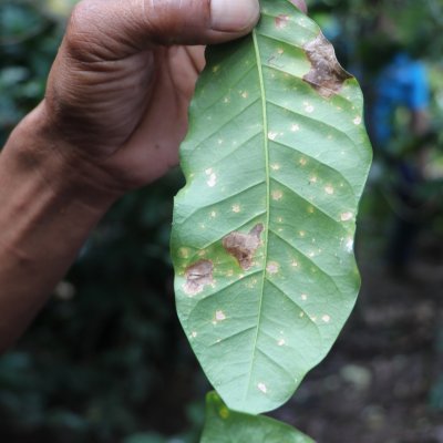 Coffee rust Coffee rust