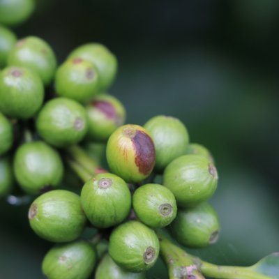 coffee rust coffee rust