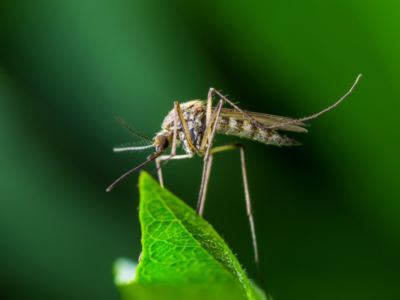 mosquito, malaria, insect, disease, stock, getty,