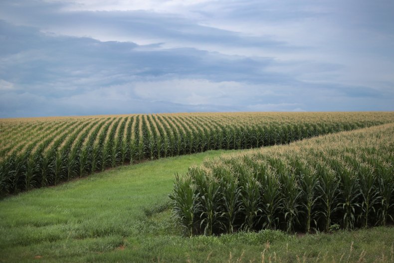 Iowa corn
