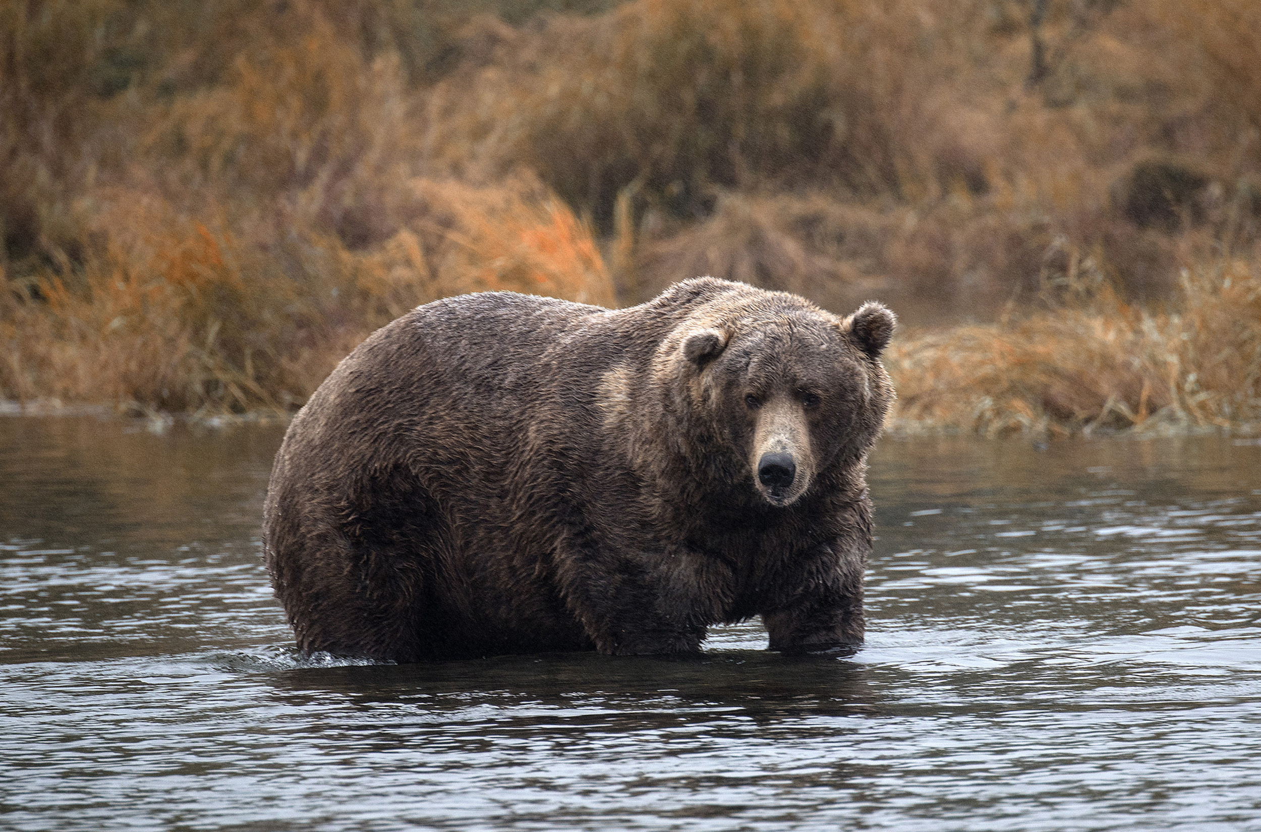 Hunter Attacked by 'Surprised' Grizzly Bear in Alaska, Animal Shot Dead