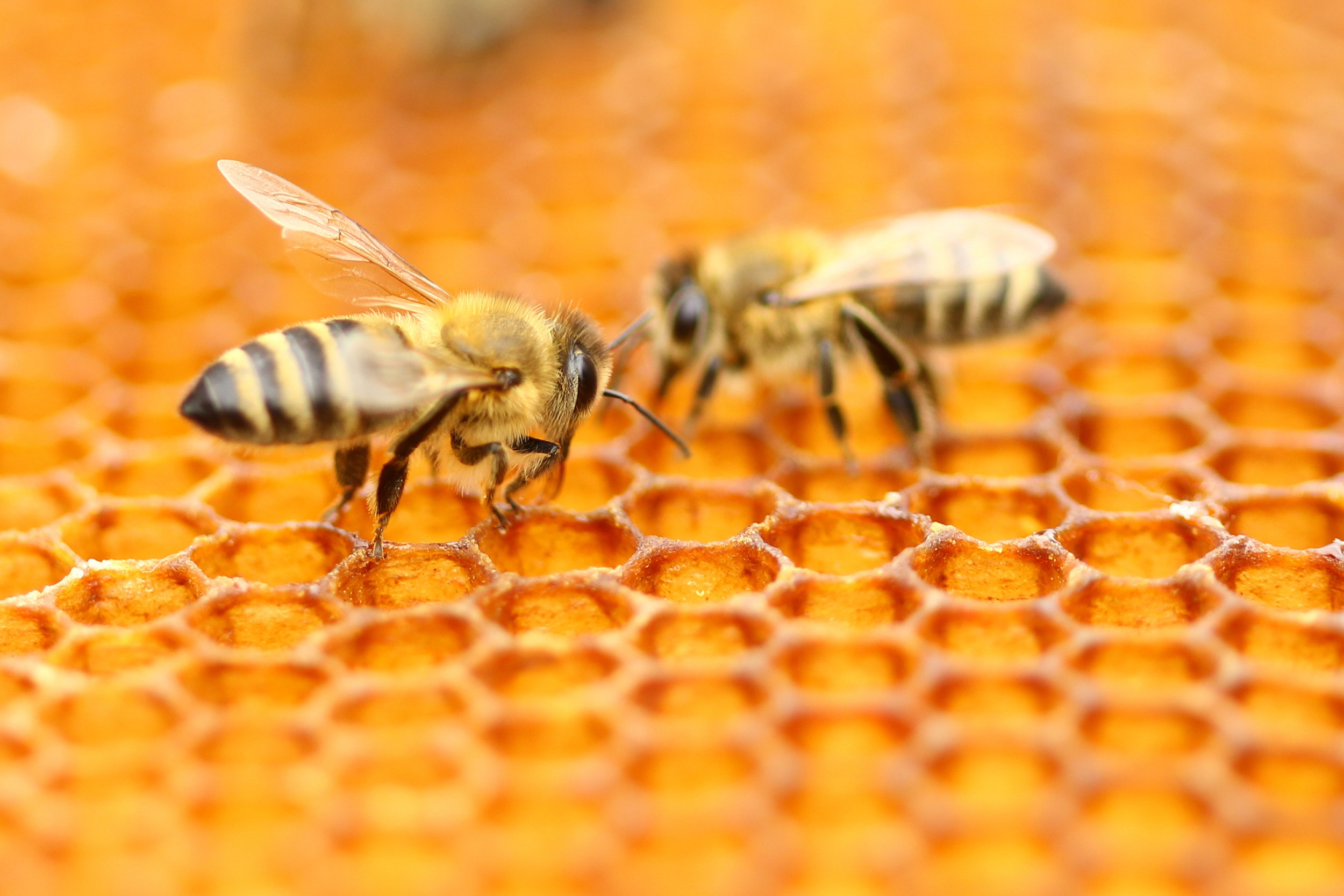 Male Honey Bees Temporarily Blind Queens With Their Semen So They Cant