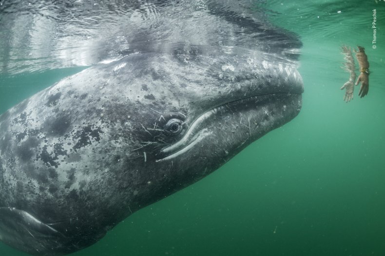 Touching trust Whale Touching trust Whale