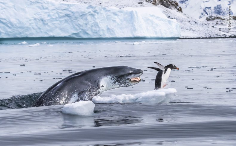 Seal Penguin NHM Seal Penguin NHM