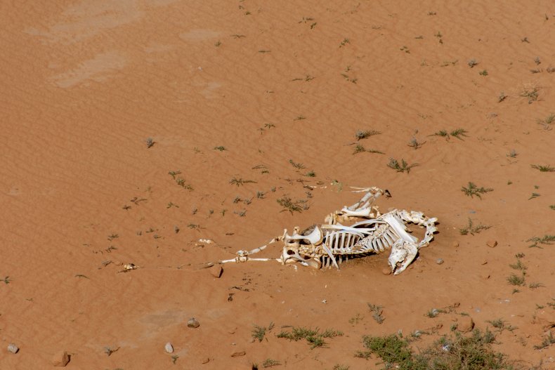 animal, skeleton, desert