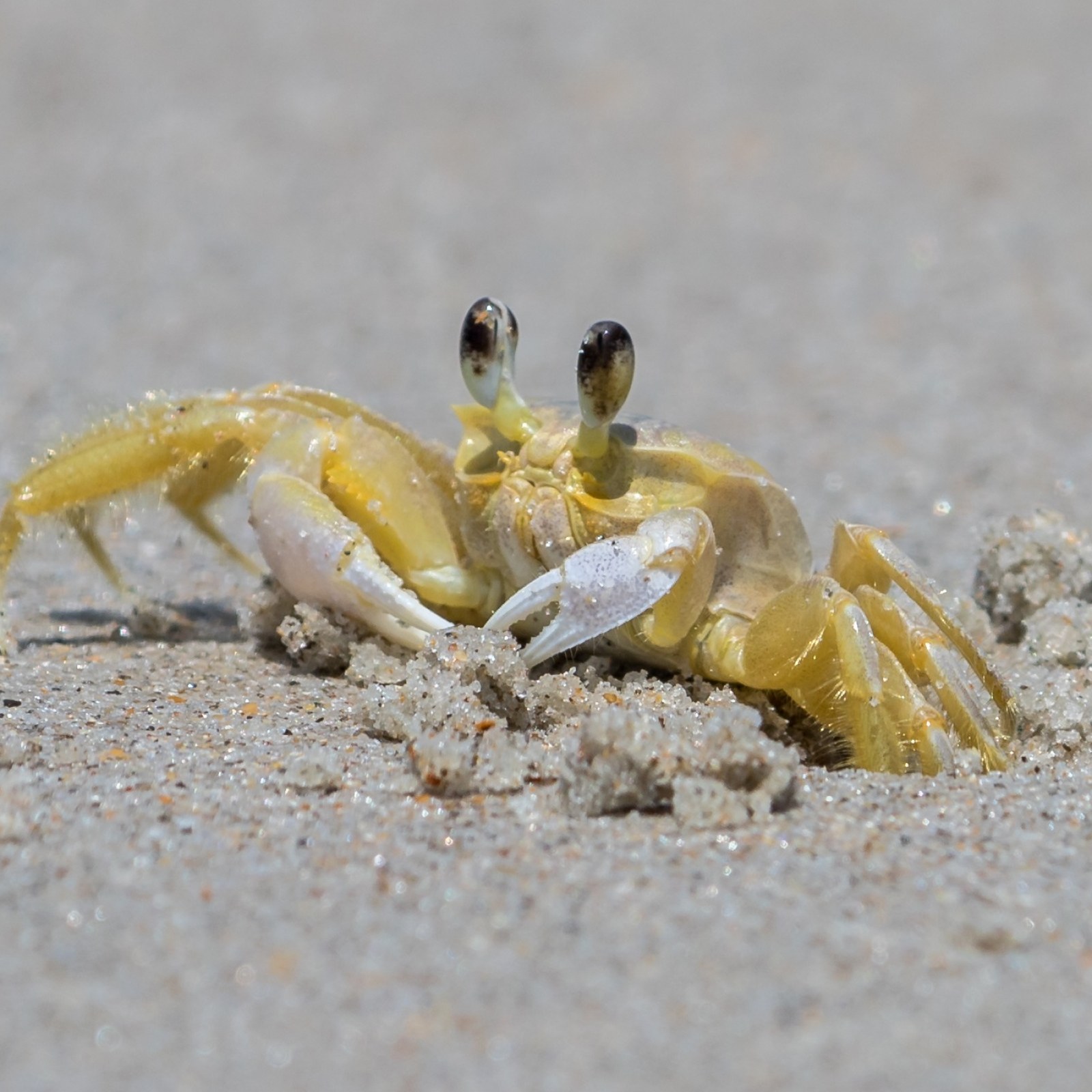 Ghost Crabs Have Stomach Teeth That They Use to Growl at Each Other