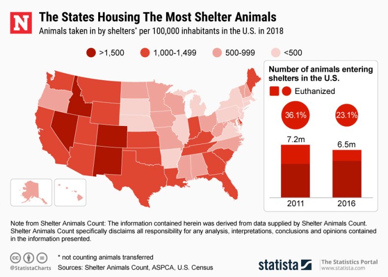 Shelter Animals