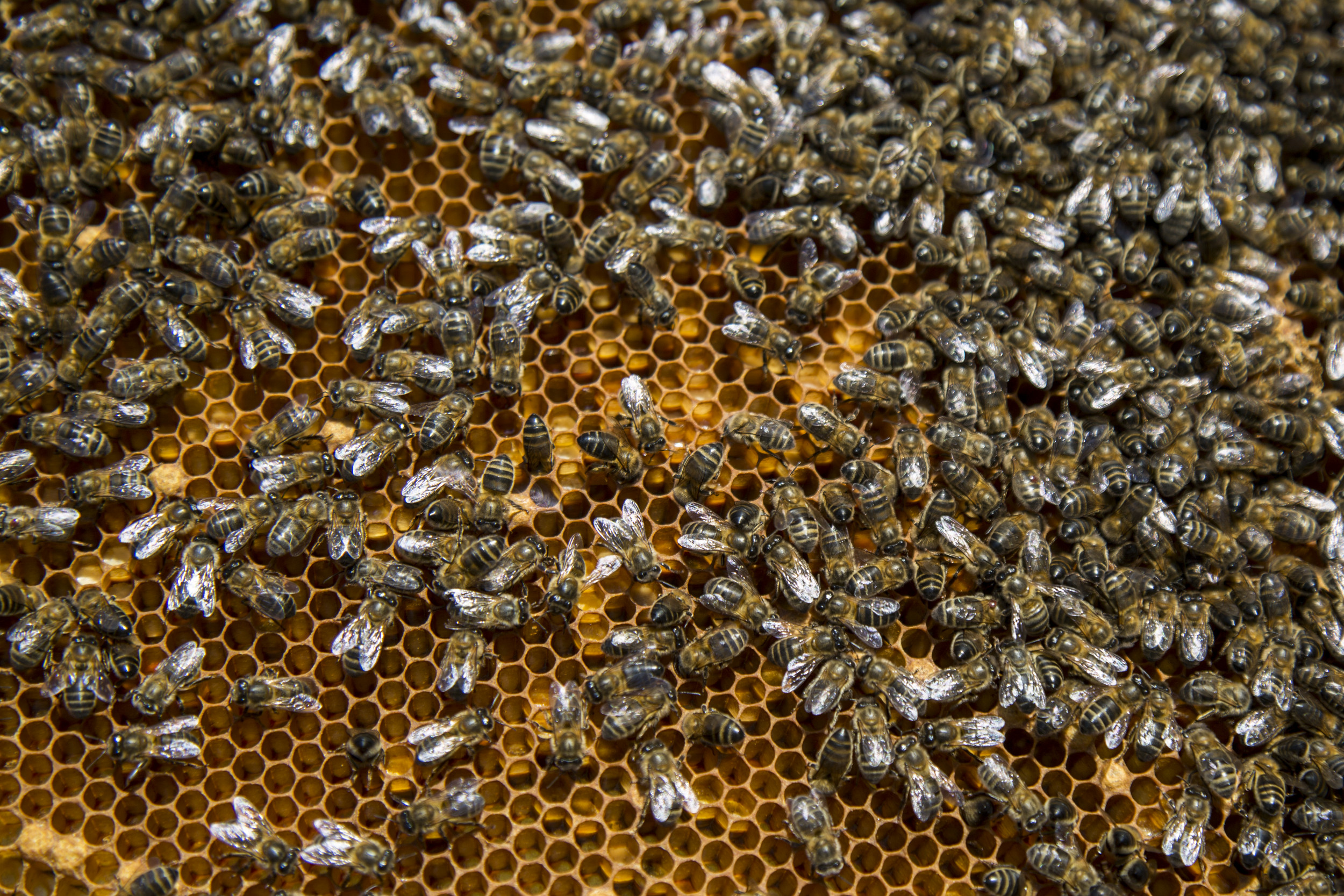 Honey Bees Remember Happy and Sad Times, Scientists Discover - Newsweek