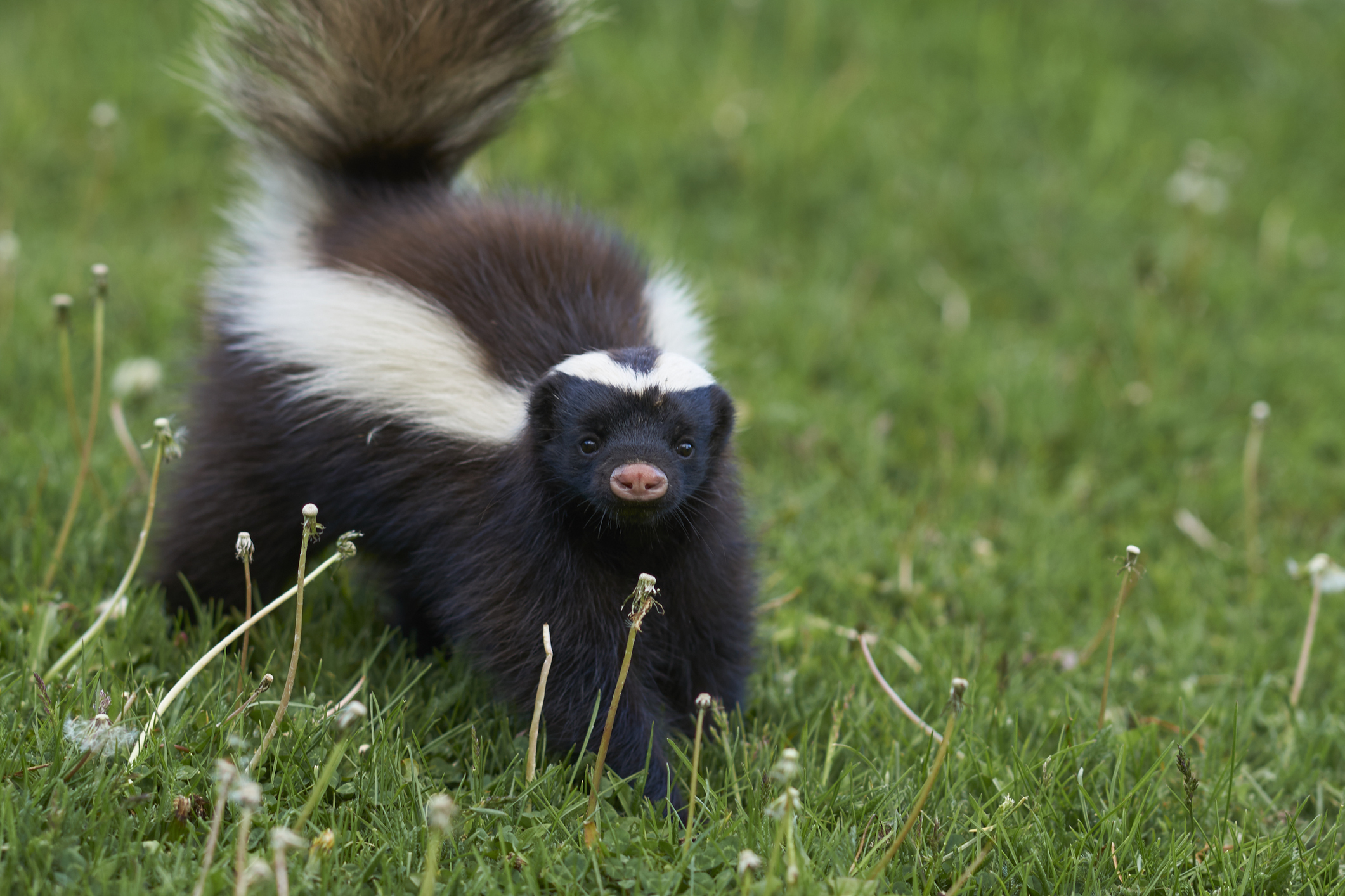 hooded skunk