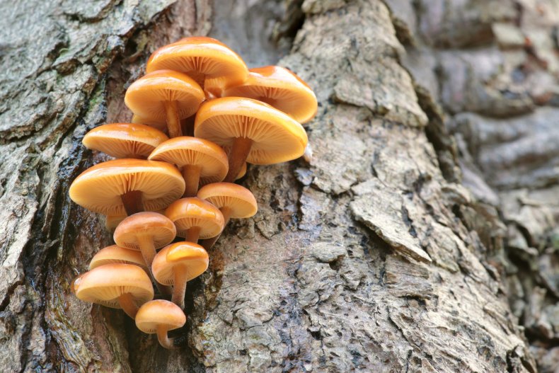 mushroom, vegetable, wildlife, nature, tree, stock, getty,
