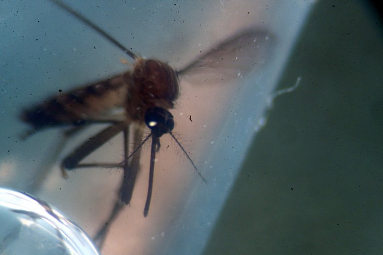 Aedes aegypti mosquito