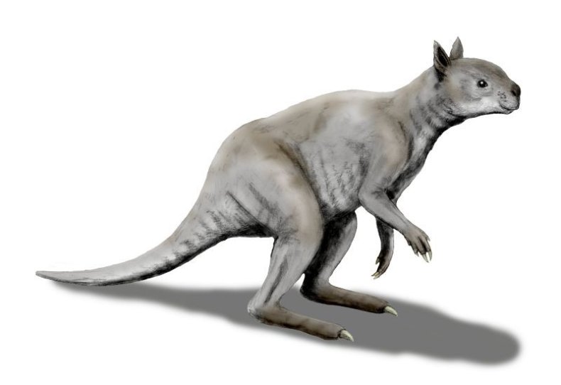 ancient kangaroo