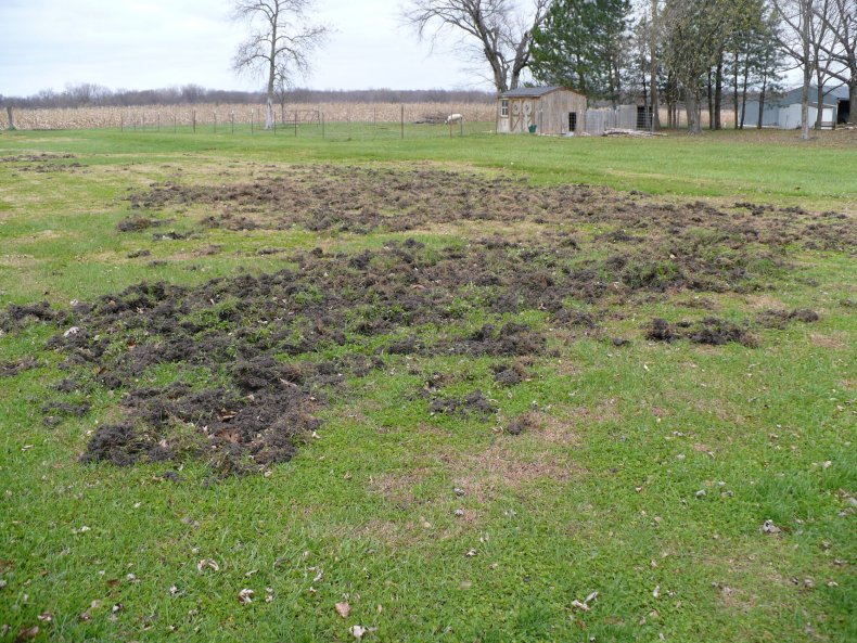 feral hogs pigs