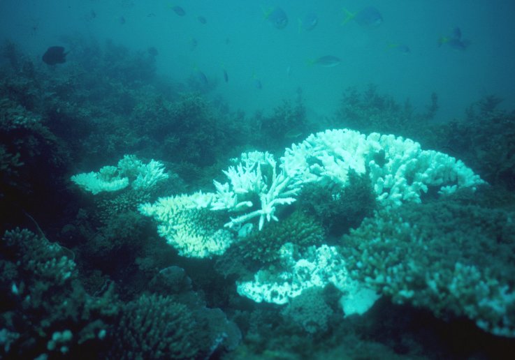 great barrier reef great barrier reef