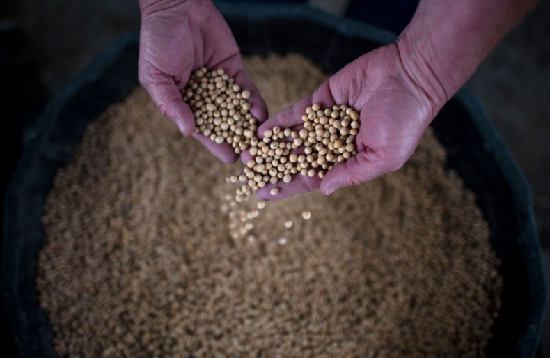 soybean