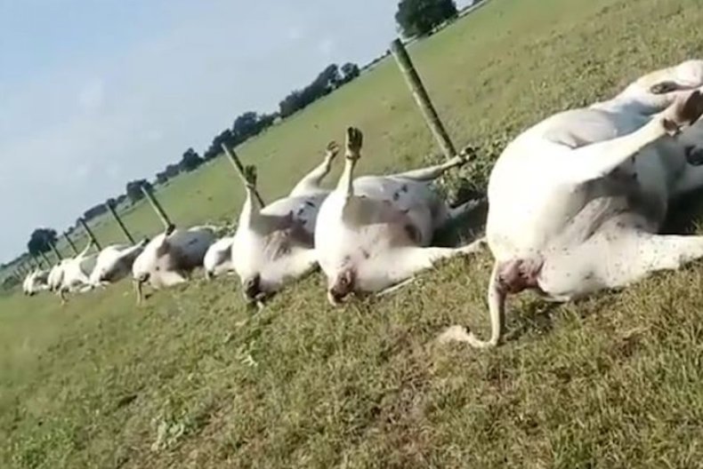 dead cows
