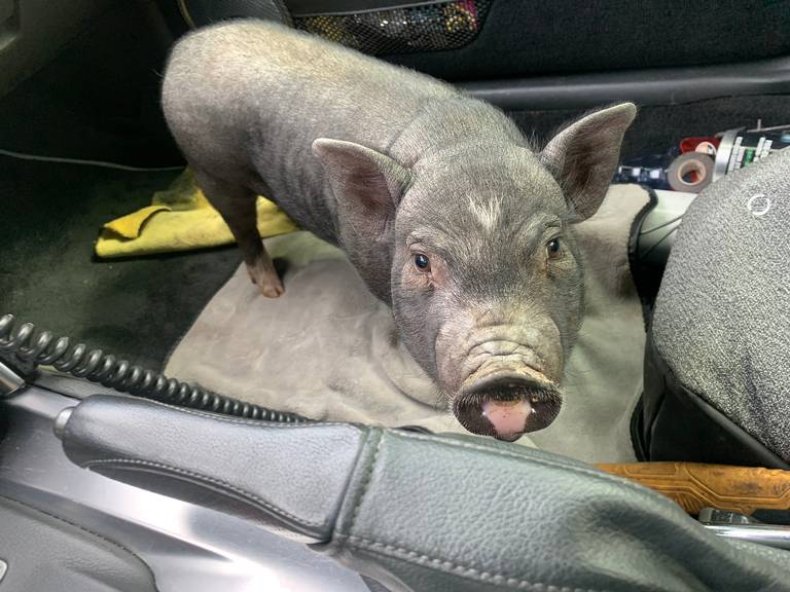 leroy pot bellied pig