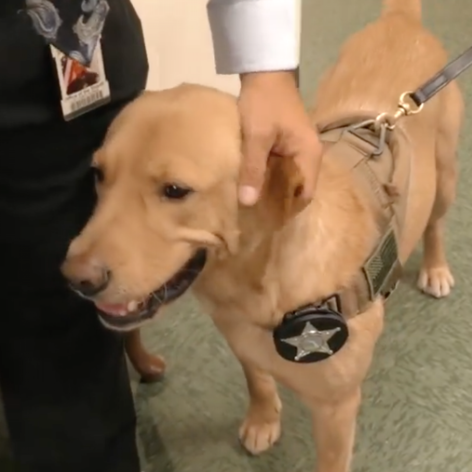 Doggie Porn - Florida Police Dog Trained to Sniff Out Child Porn on ...