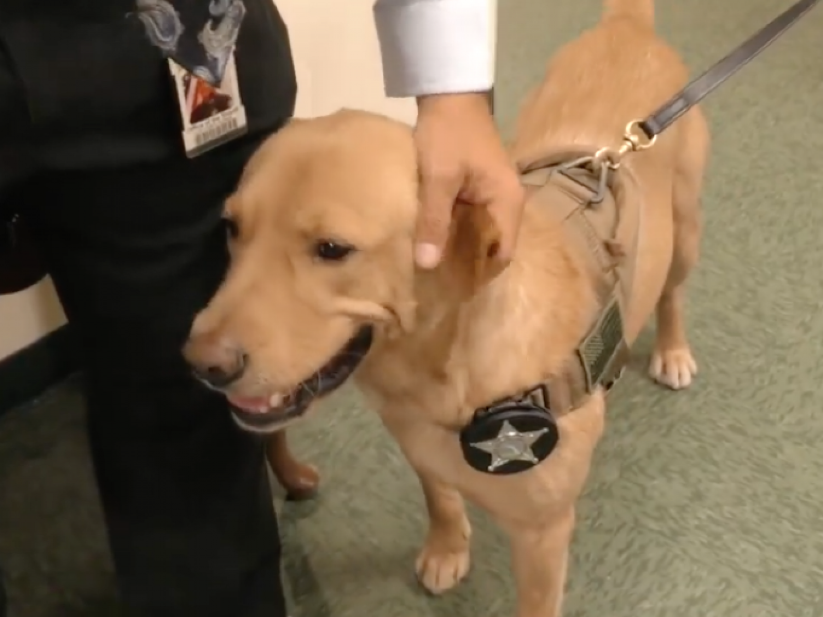 1600px x 1200px - Florida Police Dog Trained to Sniff Out Child Porn on ...