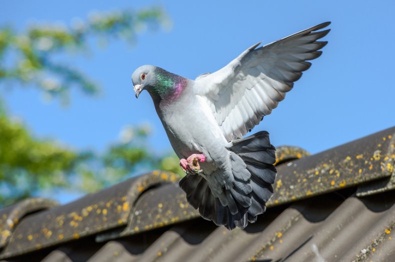 Pigeon in flight over a roof