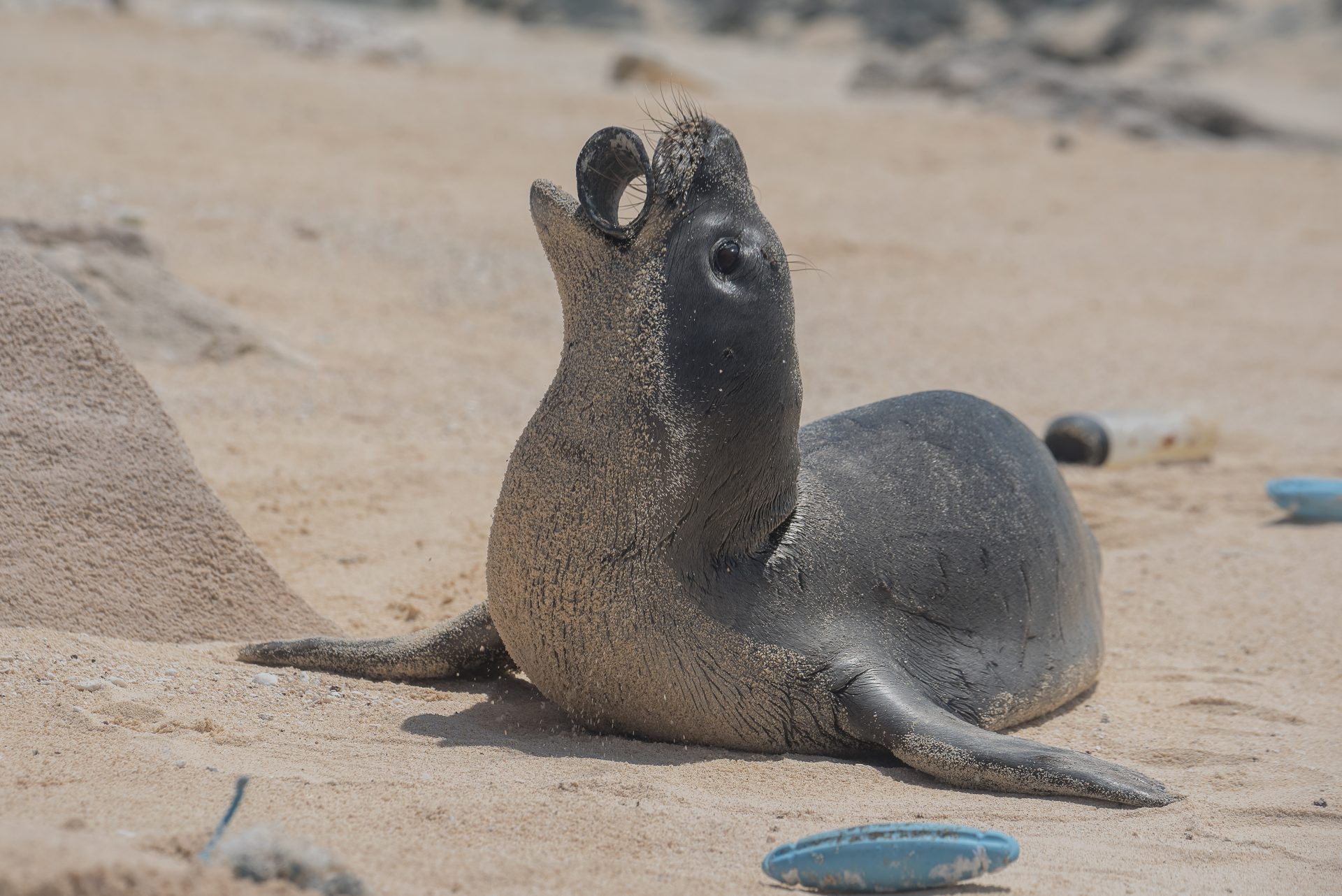 Sea Animals Stuck In Plastic