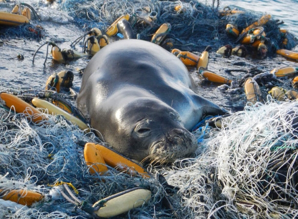 Heartbreaking Images That Show The Impact Of Plastic On Animals In The ...