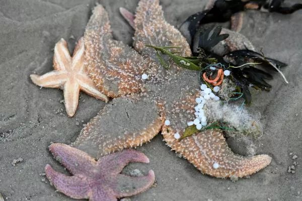 Heartbreaking Images That Show the Impact of Plastic on Animals in the Oceans Heartbreaking Images That Show the Impact of Plastic on Animals in the Oceans