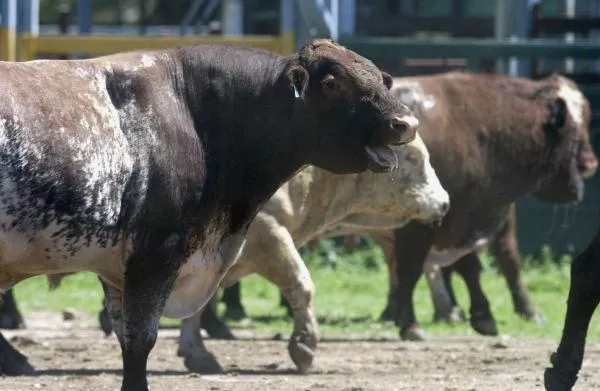 bull