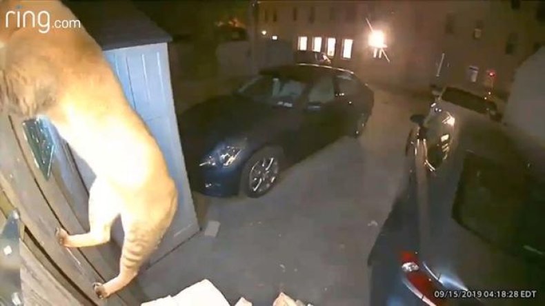 Cat caught on Georgetown security camera