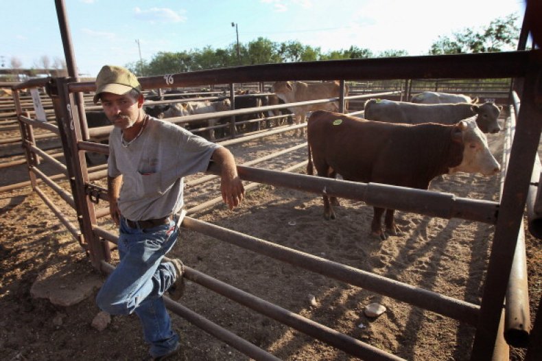 Cattle