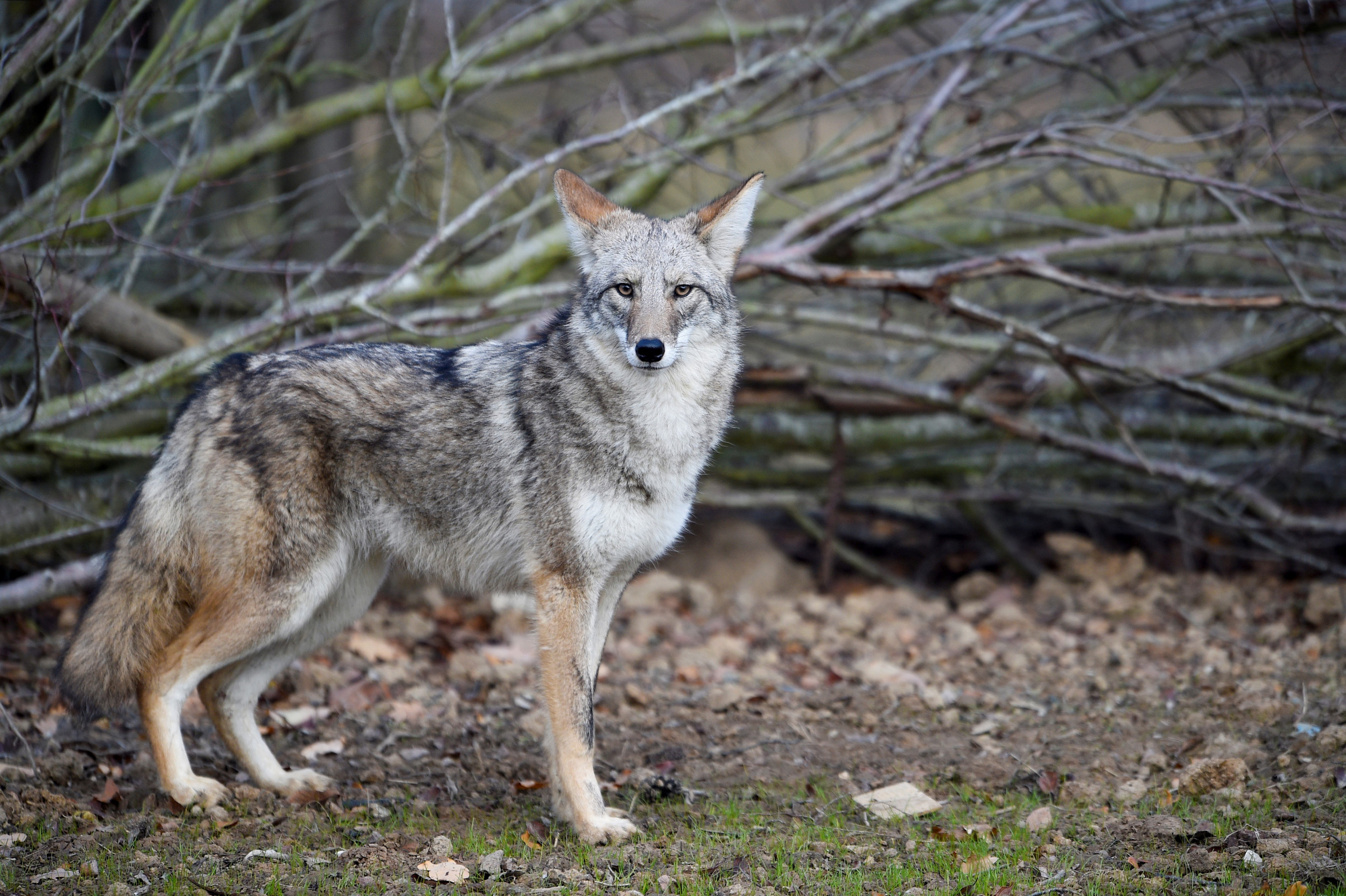 pet coyote