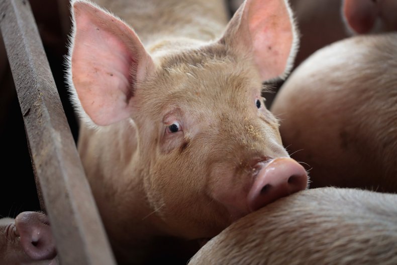 pig-farm-in-iowa