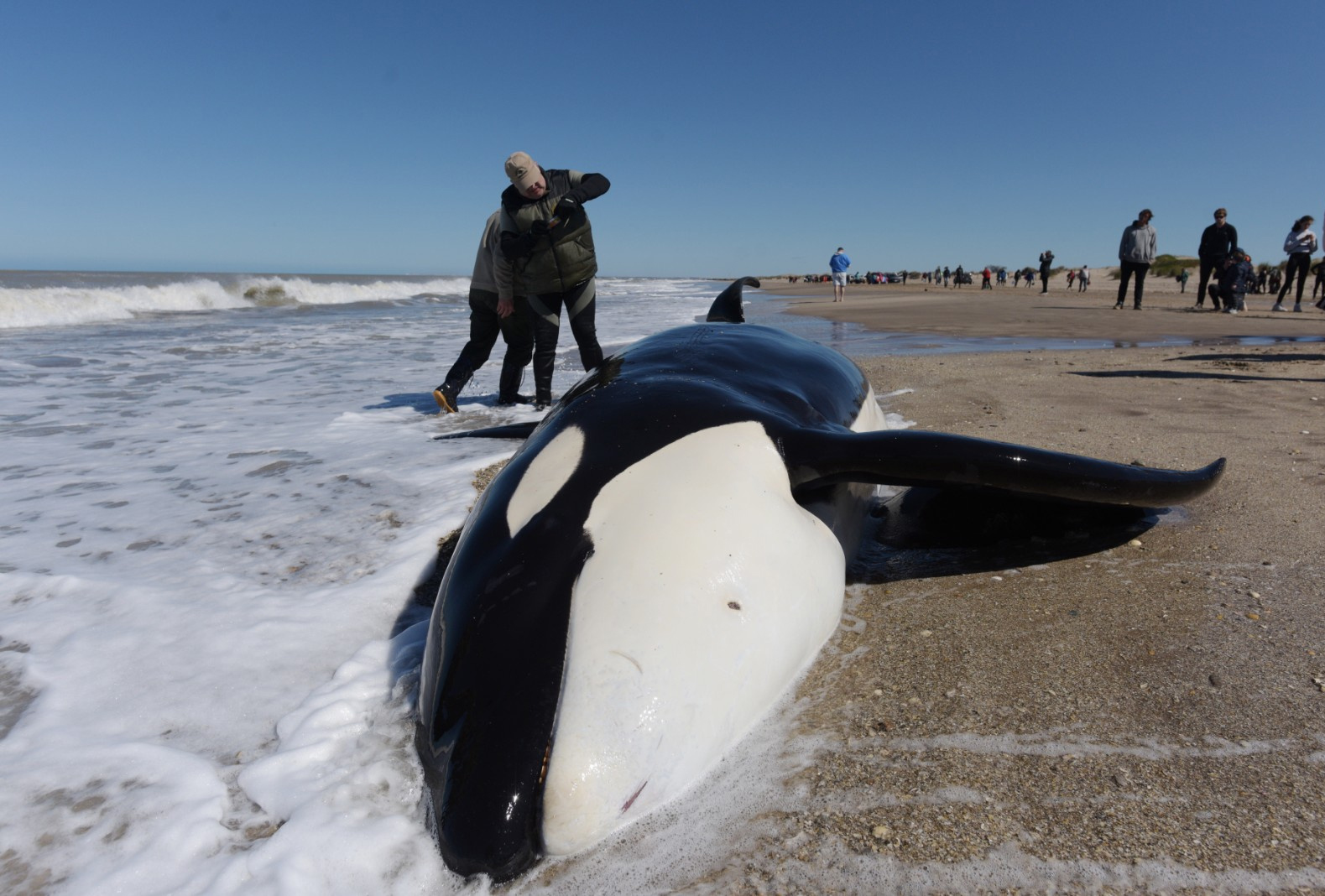 Rescue Workers Brave Hypothermia to Save Six Beached Killer Whales in ...