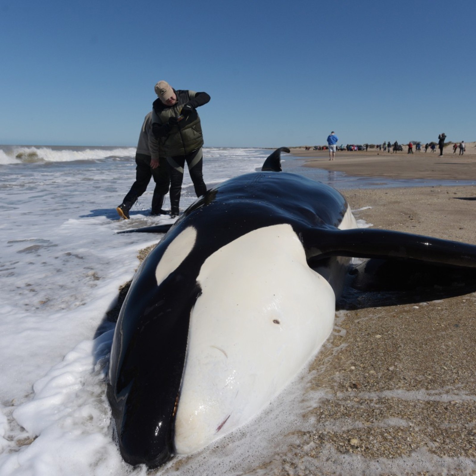 Rescue Workers Brave Hypothermia to Save Six Beached Killer Whales in  Argentina