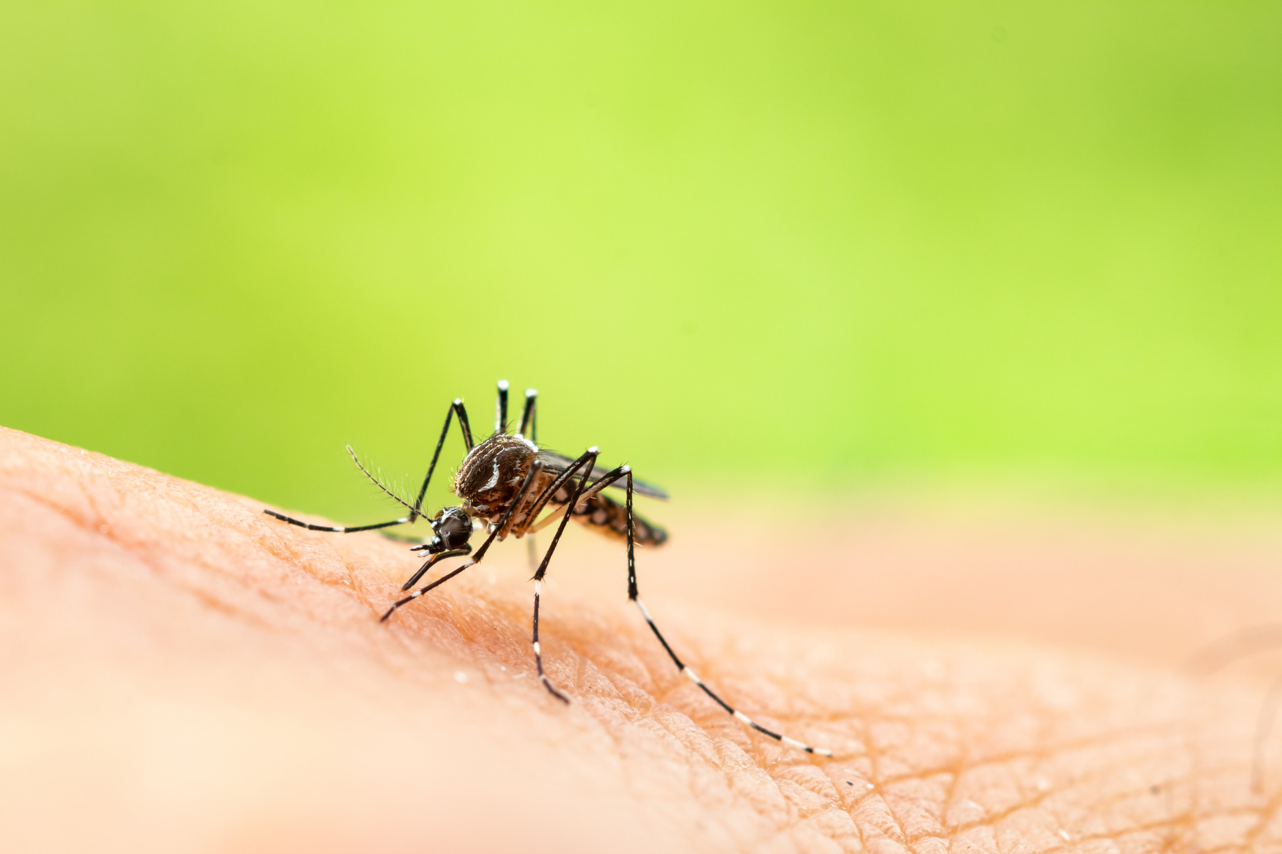 Комары переносчики заболеваний. Aedes aegypti комар. Лихорадка Денге комар. Желтая лихорадка комар.