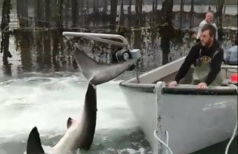 Fishing crew frees great white shark