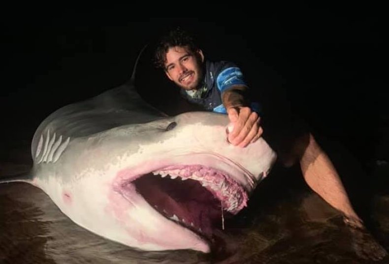 shark